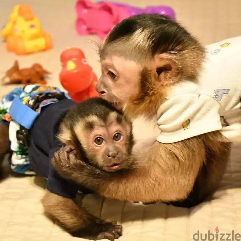 Capuchin Monkeys// WhatsApp +97455792932 0