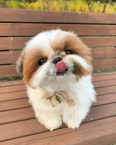 Shih Tzu puppies// WhatsApp +97455792932