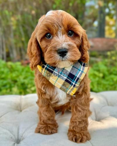 Cavapoo puppies// WhatsApp +97455792932