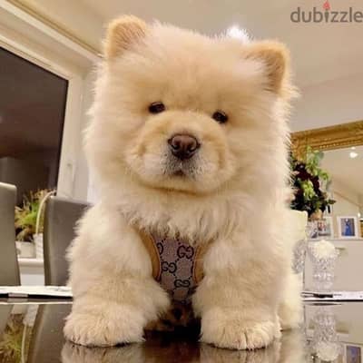 Chow chow puppies// Whatsapp+971502618837