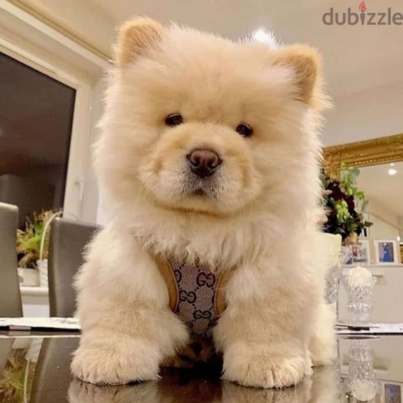 Chow chow puppies// Whatsapp+971502618837 0