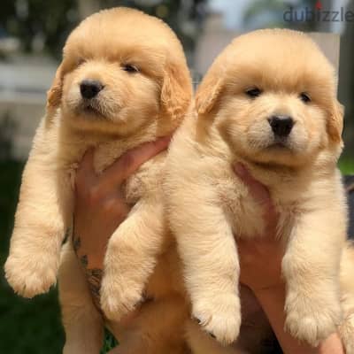 Golden Retriever// whatsapp +971552543679