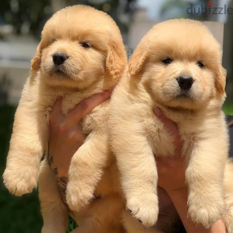 Golden Retriever// whatsapp +971552543679 0