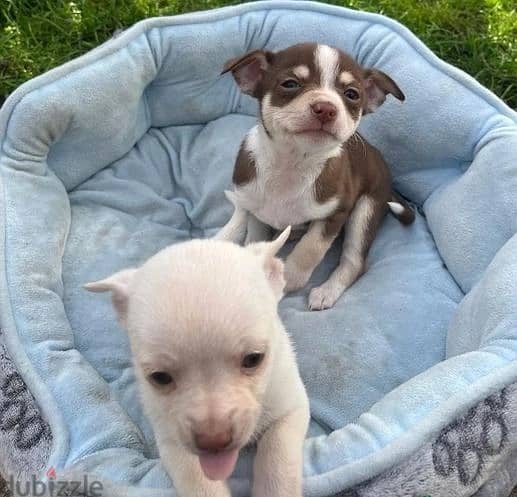 Whatsapp Me +966588993320 Chihuahua Puppies 1