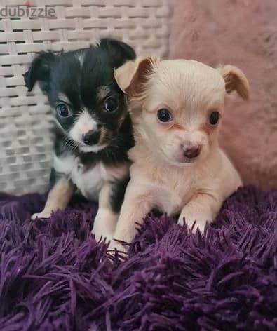 Whatsapp Me +966588993320 Chihuahua Puppies