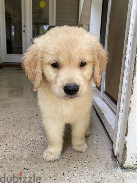 Golden Retriever Puppies Whatsapp me +972553390216 0