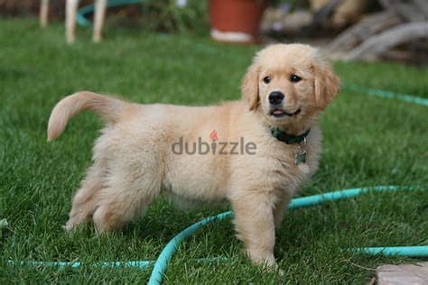 Golden Retriever Puppies Whatsapp Me +972552992089 1