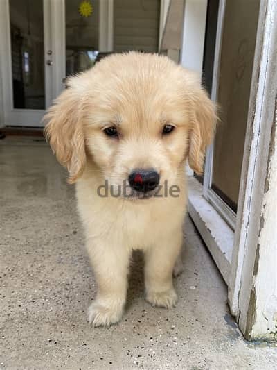 Golden Retriever Puppies Whatsapp me +972553390216.