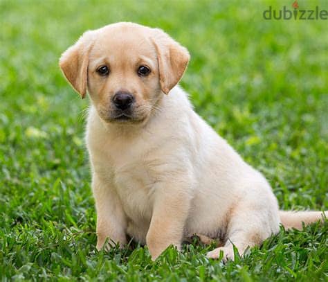 Labrador Retriever Puppies Whatsapp Me +972552992089 0