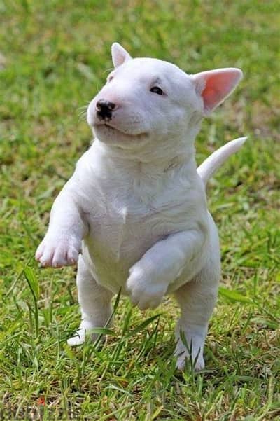 Bull Terrier Puppies Whatsapp me +972553390216