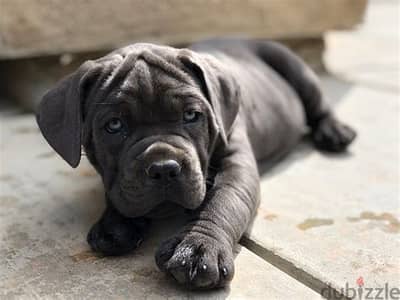 Cane Corso Puppies Whatsapp Me +972552992089