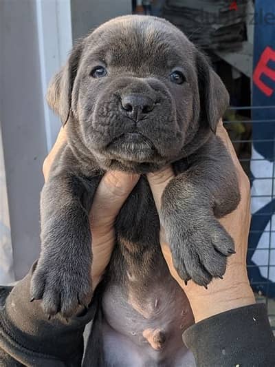 Cane Corso Puppies Whatsapp me +972553390216.