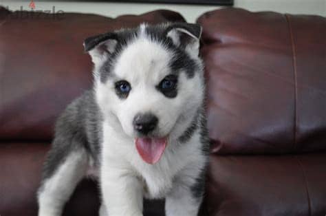 Siberian Husky Puppies Whatsapp me +972553390216 1