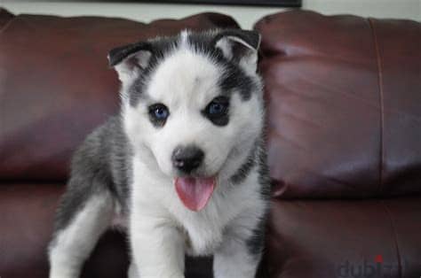 Siberian Husky Puppies Whatsapp me +972553390216. 1