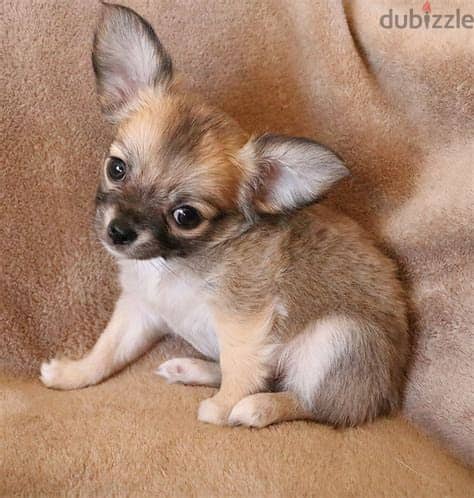 Chihuahua Puppies Whatsapp me +972553390216. 1