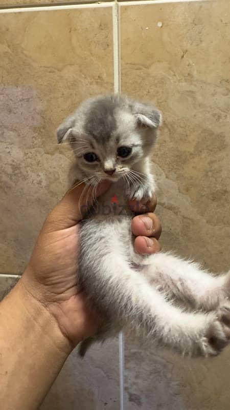 Scottish fold 0