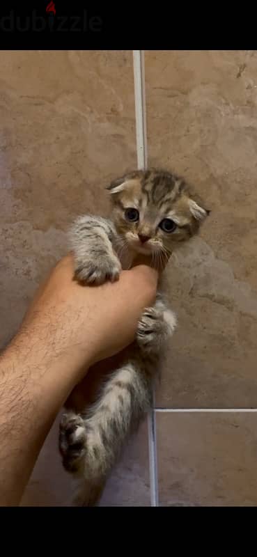 Scottish fold 3