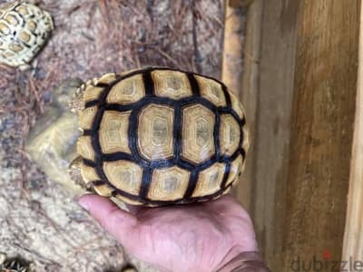 Two headed tortoise for adoption