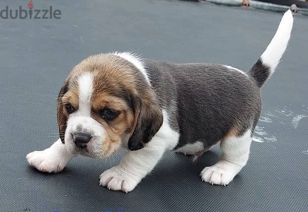 Whatsapp Me +966583921348 Beagle Puppies 0