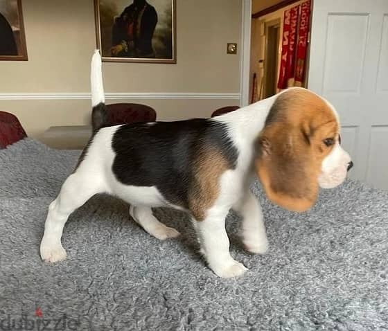 Whatsapp Me +966583921348 Beagle Puppies 1