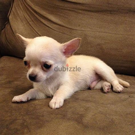 Chihuahua Puppies Whatsapp Me +972552992089 0