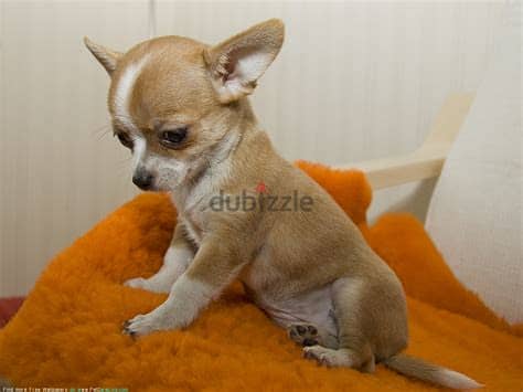 Chihuahua Puppies Whatsapp Me +972552992089 1