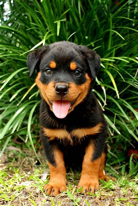 Rottweiler Puppies Whatsapp Me +972552992089 1