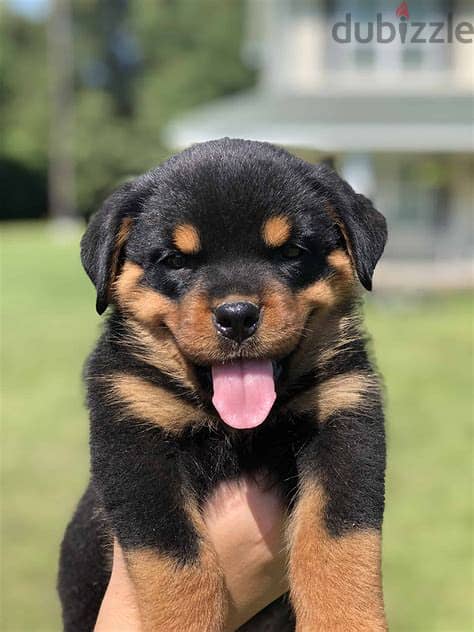 Rottweiler Puppies Whatsapp Me +972552992089 0