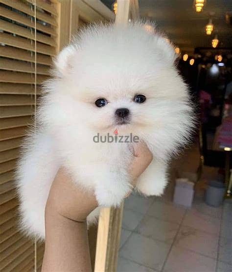 Pomeranian Puppies Whatsapp Me +972552992089 0