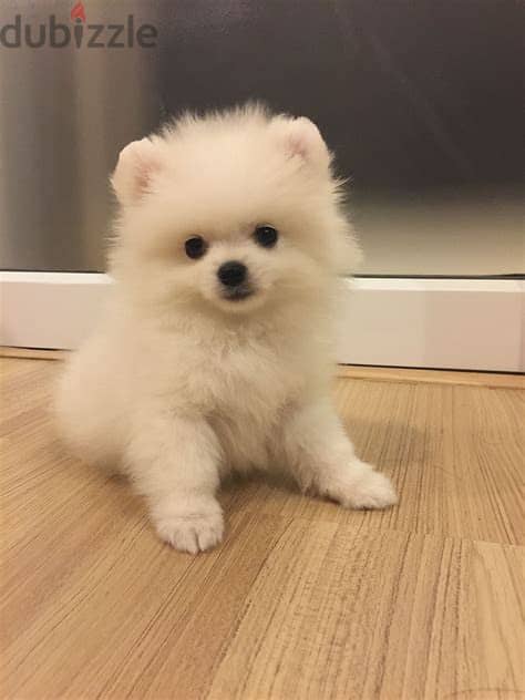 Pomeranian Puppies Whatsapp Me +972552992089 1