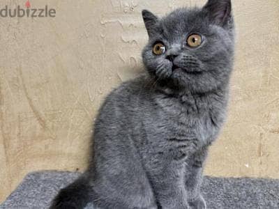 British Shorthair cats 0