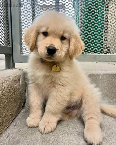 Golden Retriever// WhatsApp +97455792932