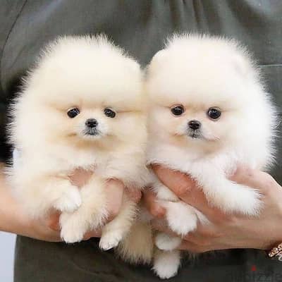 Pomeranian puppies// Whatsapp+971552543679