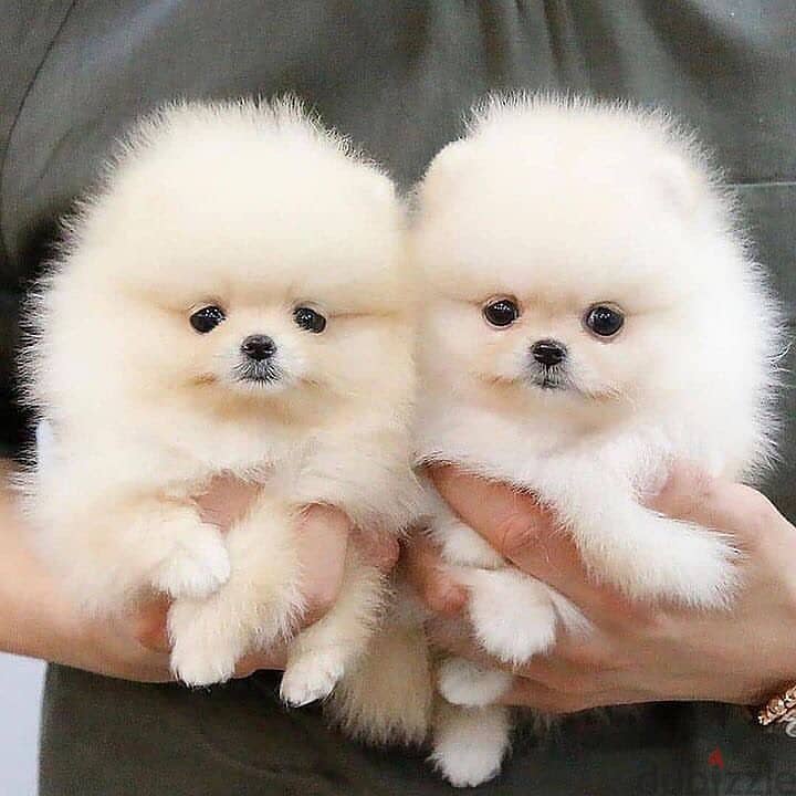 Pomeranian puppies// Whatsapp+971552543679 0