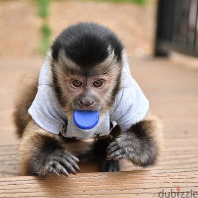 Capuchin monkeys//  Whatsapp+971552543679