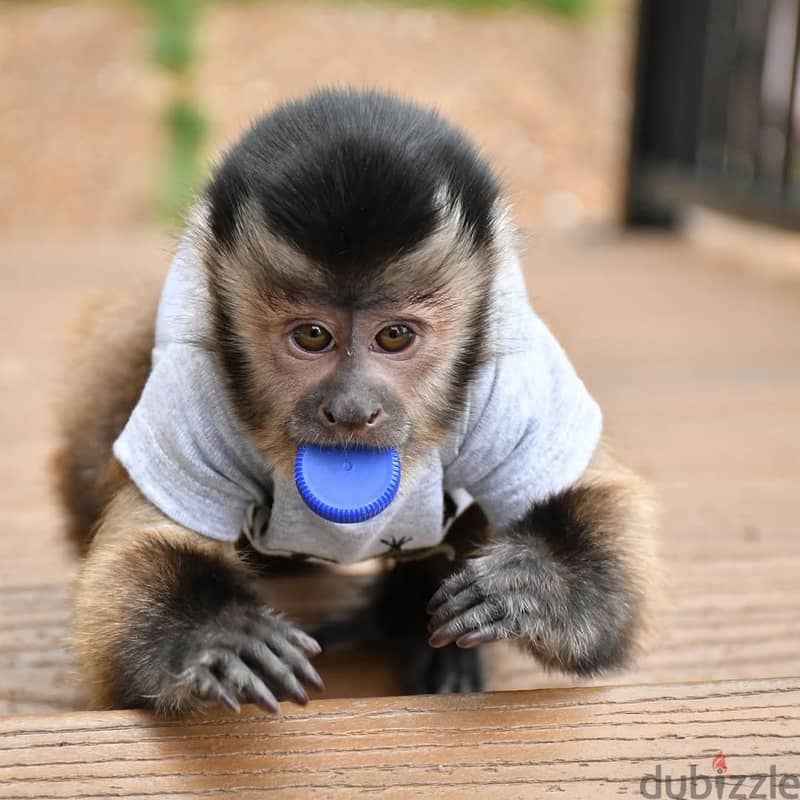 Capuchin monkeys//  Whatsapp+971552543679 0