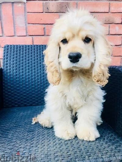 Cocker Spaniel Puppies