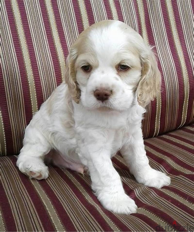 Toy Cocker Spaniel Puppies Ready 0