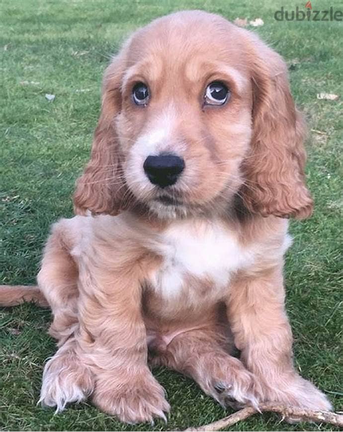 Cocker Spaniel Puppies 0