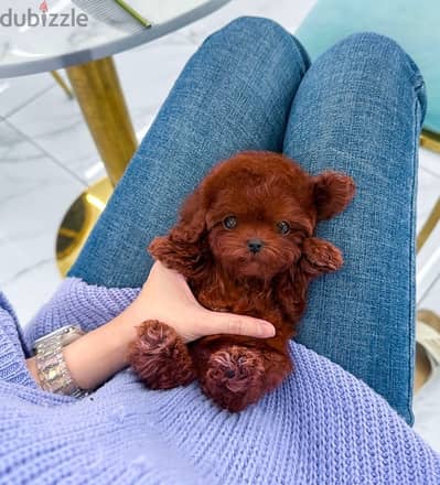 Mini Red poodle puppy for sale