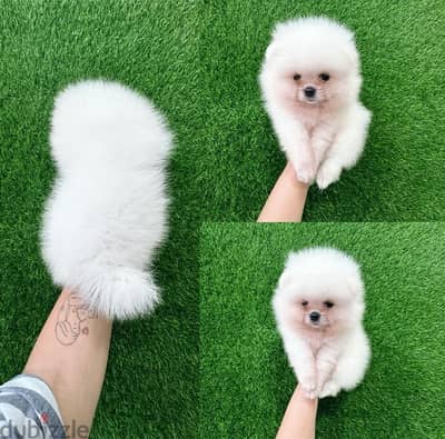 Purebred Pomeranian puppy for sale