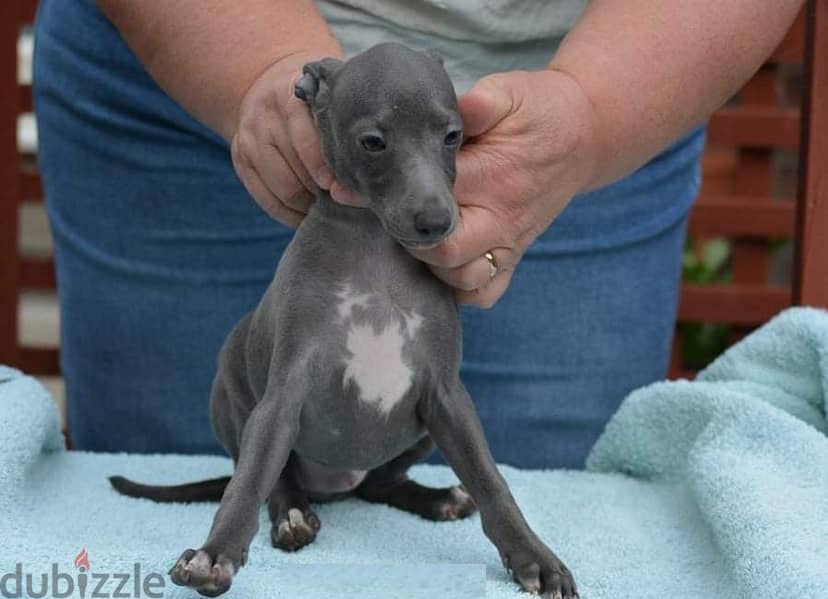 Whatsapp Me +966588993320 Italian Grey-hound Puppies 1