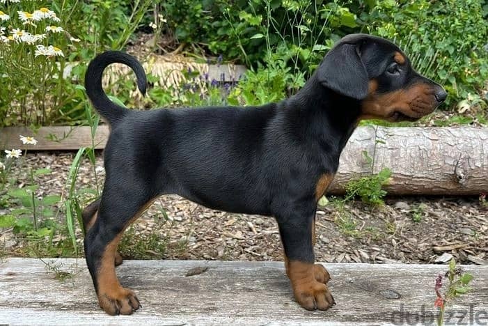 Whatsapp Me +972555074990 Doberman Puppies 1