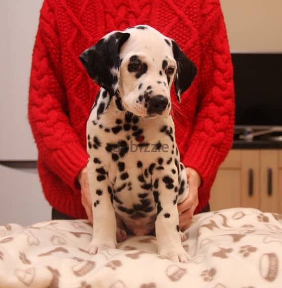 Whatsapp Me +966583921348 Dalmatian Puppies 0