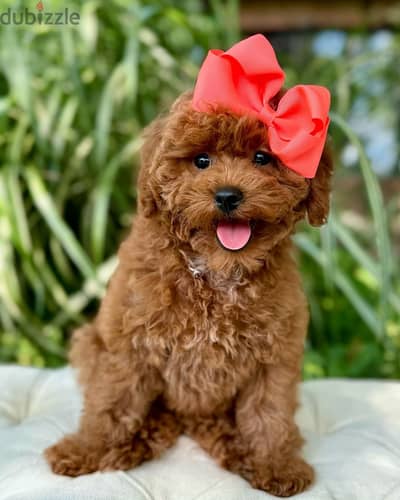 Poodle puppies// WhatsApp +971502618837