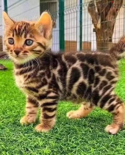 Bengal kitten// Whatsapp +97455792932