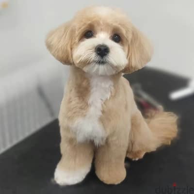 Maltipoo puppies// Whatsapp +97455937699