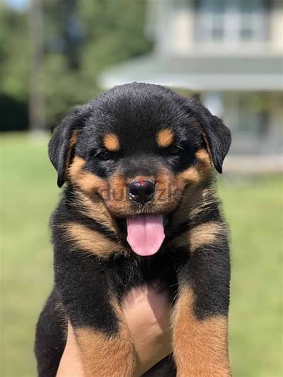 Rotweiller