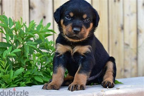 Rottweiler Puppies Whatsapp me +972553390216 1