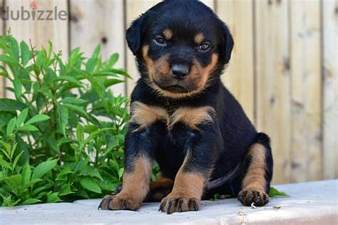 Rottweiler Puppies Whatsapp me +972553390216. 1